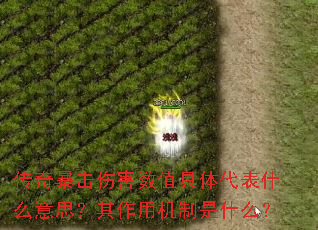 ���汩���˺���ֵ�������ʲô��˼�������û�����ʲô��